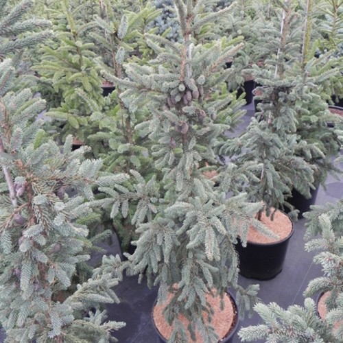 Picea mariana 'Filip's Fantastic Blue' - Must kuusk 'Filip's Fantastic Blue' C2/2L